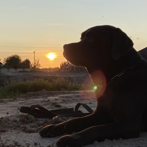 Галерея пет-ситтера Екатерина (2016)