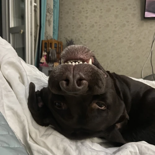 Галерея пет-ситтера Екатерина (2016)