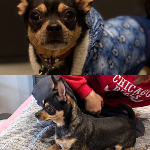 Галерея пет-ситтера Александра (2590)