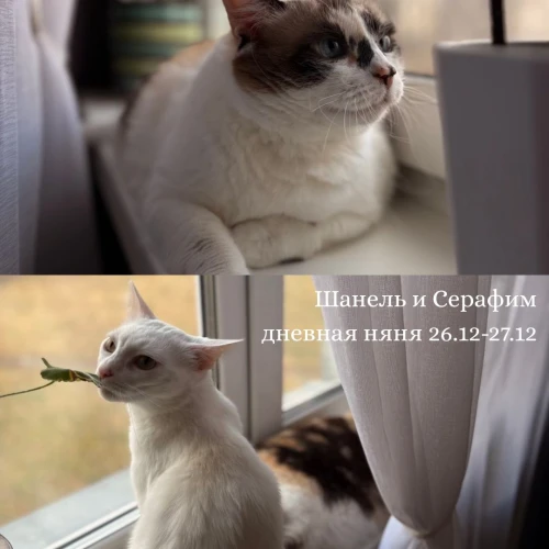 Галерея пет-ситтера Александра (2590)