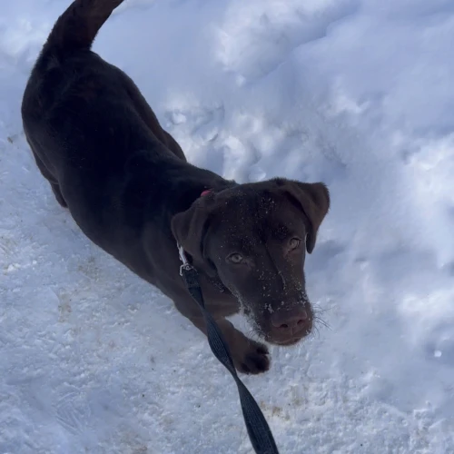 Галерея пет-ситтера Валерия (162)