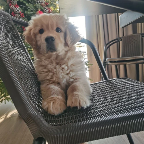 Галерея пет-ситтера Анастасия (551)