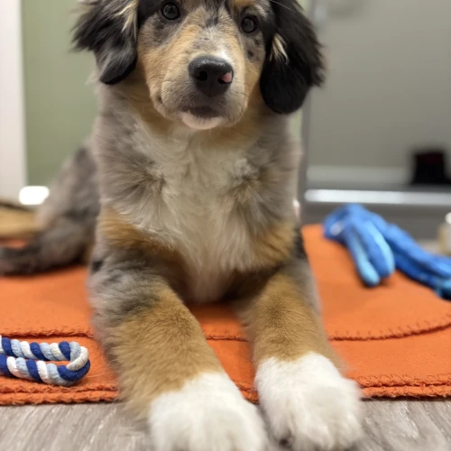 Галерея пет-ситтера Ирена (160)