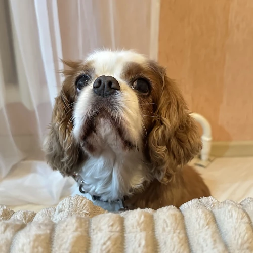 Галерея пет-ситтера Алеся (1725)