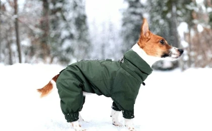 Мёрзнет ли собака зимой: как понять и что с этим делать владельцу - Друг Питомца