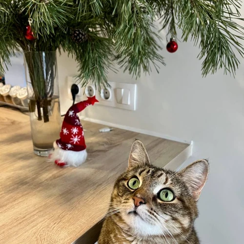 Галерея пет-ситтера Анастасия (46)