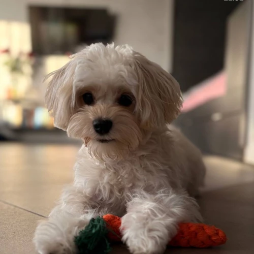 Галерея пет-ситтера Александра (2590)