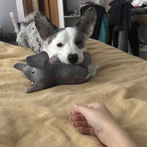 Галерея пет-ситтера Яна (2243)