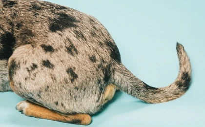 Зачем собаке хвост и что он может рассказать о питомце - Друг Питомца