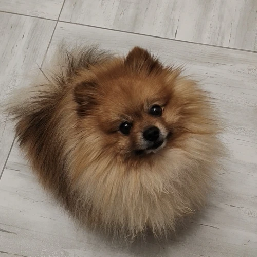 Галерея пет-ситтера Наталья (2108)