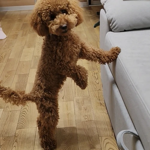 Галерея пет-ситтера Наталья (2108)