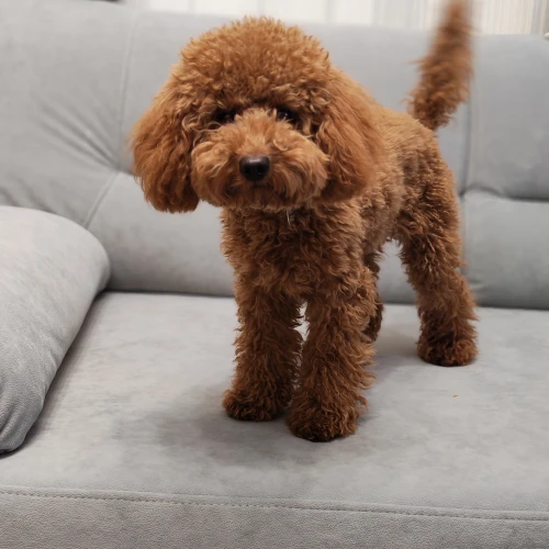 Галерея пет-ситтера Наталья (2108)