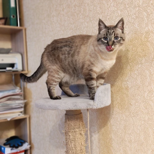 Галерея пет-ситтера Наталья (2108)