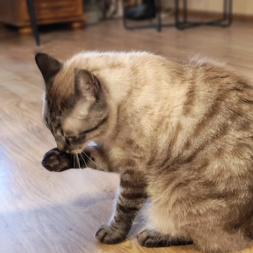 Галерея пет-ситтера Наталья (2108)