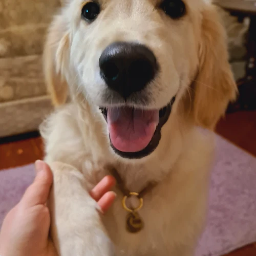 Галерея пет-ситтера Елена (2105)