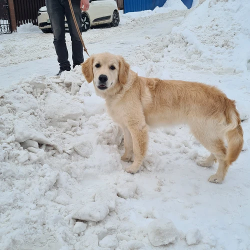 Галерея пет-ситтера Елена (2105)