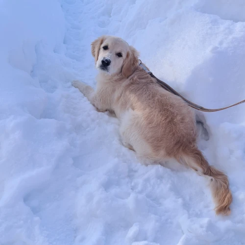 Галерея пет-ситтера Елена (2105)