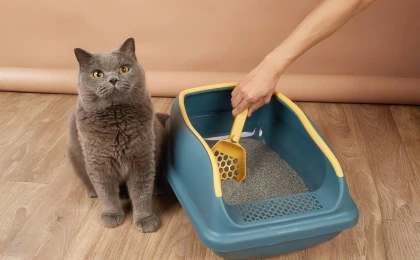 Как выбрать наполнитель для кошачьего туалета - Друг Питомца