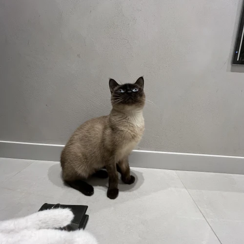 Галерея пет-ситтера Жанна (2886)