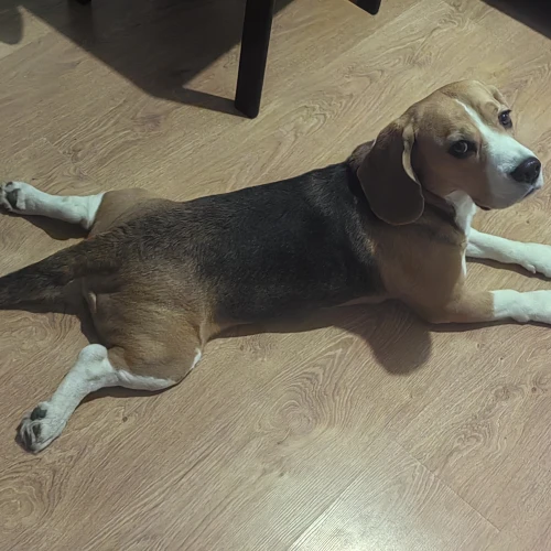 Галерея пет-ситтера Юлия (1180)