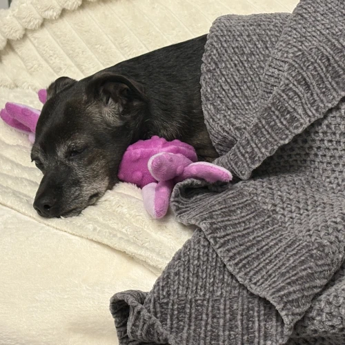 Галерея пет-ситтера Ирена (160)