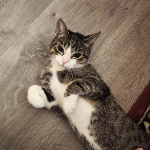 Галерея пет-ситтера Дмитрий (2617)