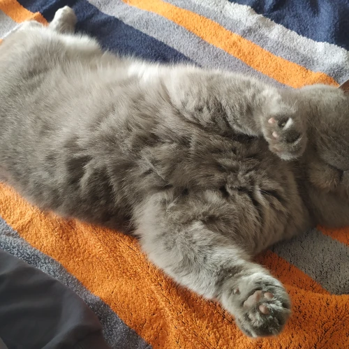 Галерея пет-ситтера Екатерина (442)