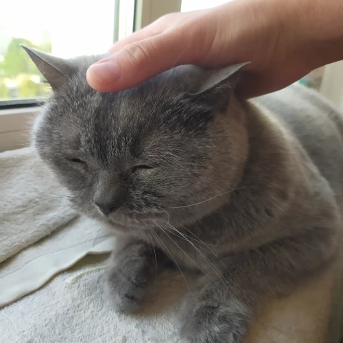 Галерея пет-ситтера Екатерина (442)