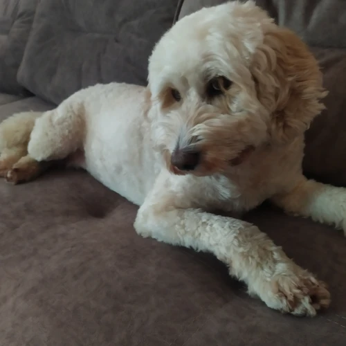 Галерея пет-ситтера Екатерина (442)