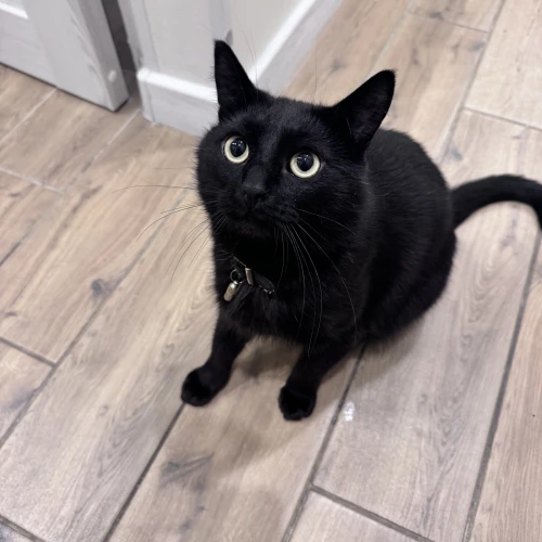 Галерея пет-ситтера Анна (2254)