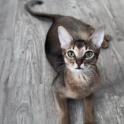 Галерея пет-ситтера Анна (2254)