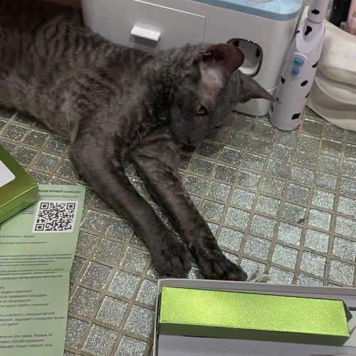 Галерея пет-ситтера Влада (553)