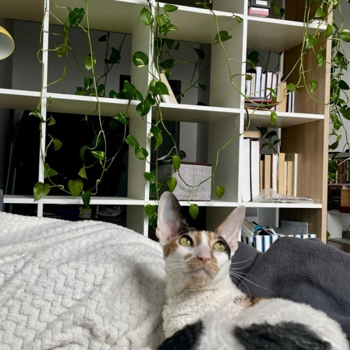 Галерея пет-ситтера Влада (553)