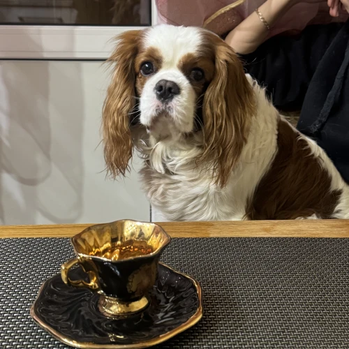 Галерея пет-ситтера Лолита (1468)