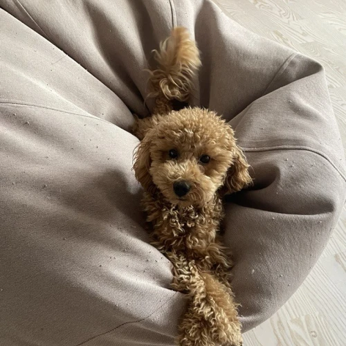 Галерея пет-ситтера Влада (553)