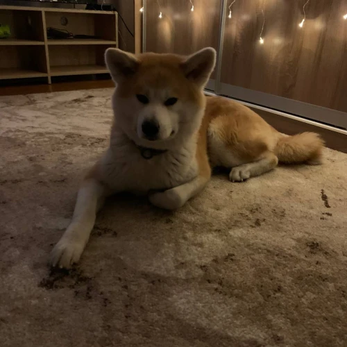 Галерея пет-ситтера Анастасия (2831)