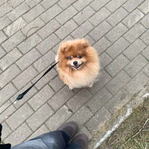 Галерея пет-ситтера Анастасия (2831)