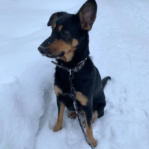 Галерея пет-ситтера Анастасия (2831)