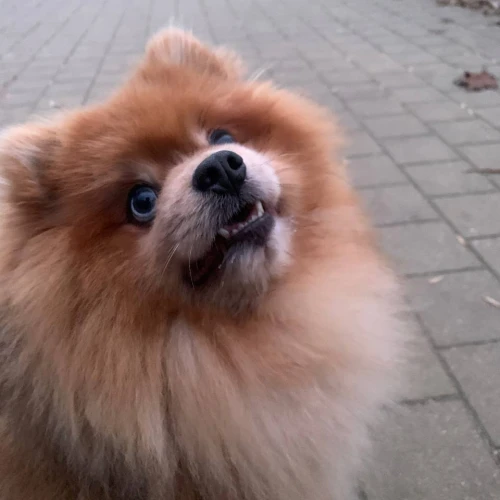 Галерея пет-ситтера Анастасия (2831)