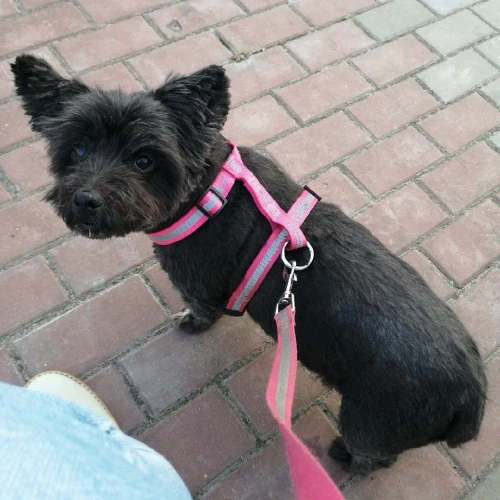 Галерея пет-ситтера Анастасия (2831)