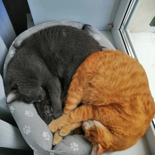 Галерея пет-ситтера Анастасия (2831)