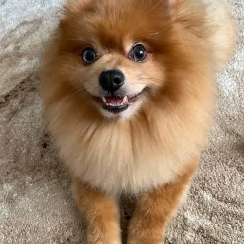 Галерея пет-ситтера Анастасия (2831)