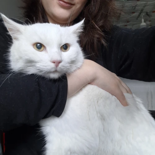 Галерея пет-ситтера Яна (898)