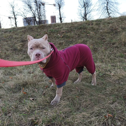 Галерея пет-ситтера Александра (418)