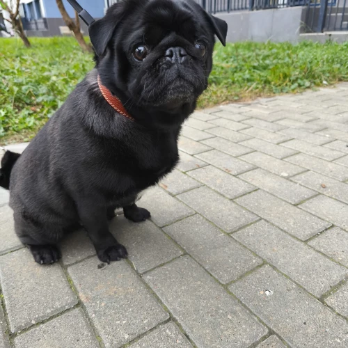 Галерея пет-ситтера Александра (418)