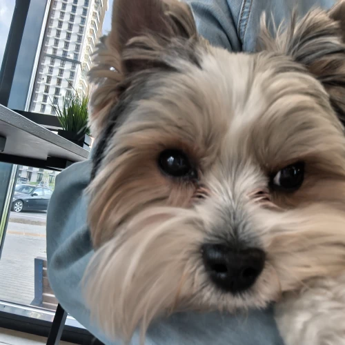 Галерея пет-ситтера Александра (418)