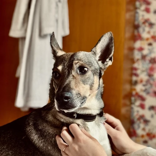 Галерея пет-ситтера Ольга (3419)