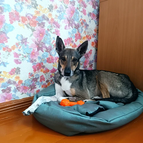 Галерея пет-ситтера Ольга (3419)