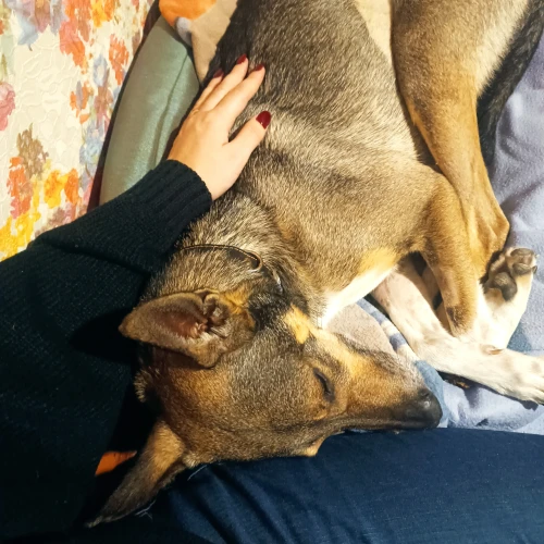 Галерея пет-ситтера Ольга (3419)