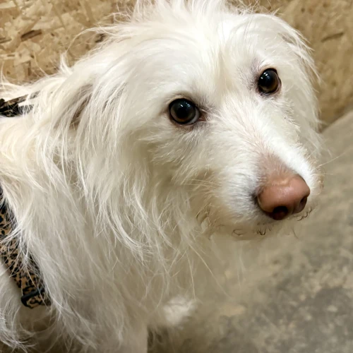 Галерея пет-ситтера Анна (47)